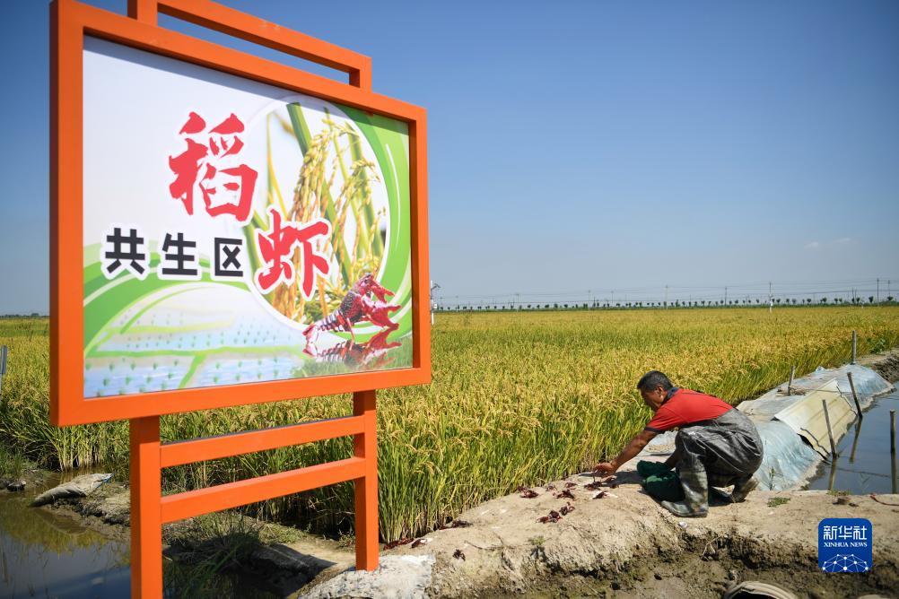 永利真钱技巧